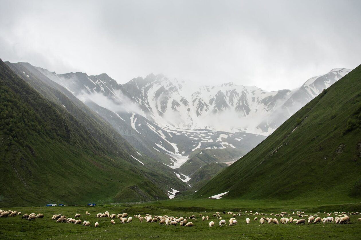 herd of animals on grass field near mountains